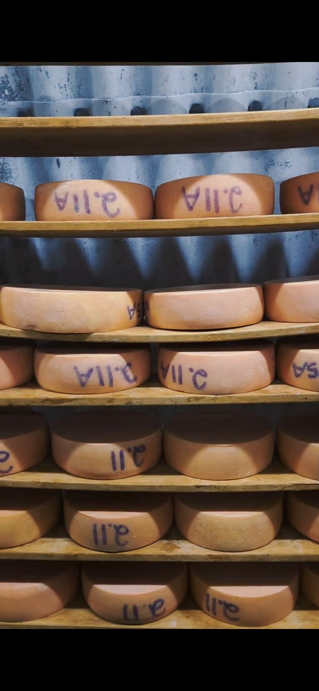 Sip. Savor. Melt. A Love Story of Wine & Cheese at Bonobo Winery